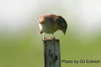 Grasshopper Sparrow May 07 Field Trip 034 